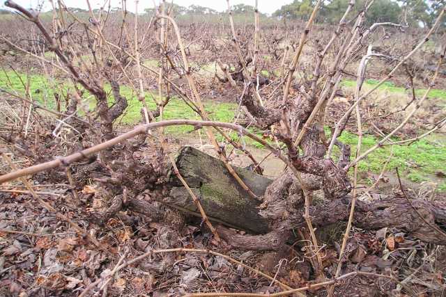 Hewitson-Old-Garden-mouvrede-vine.jpg