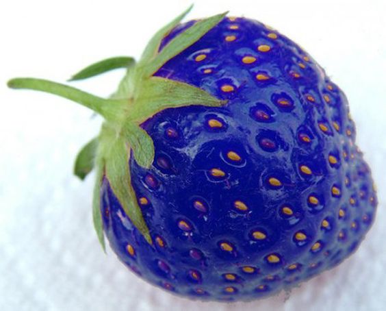 blue strawberry.jpg