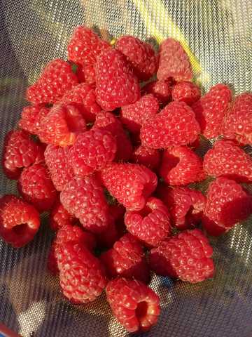 raspberries 7.20.17.jpg