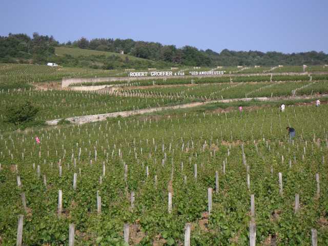With 1 ha, Domaine Groffier is the largest owner in Les Amoureuses.JPG