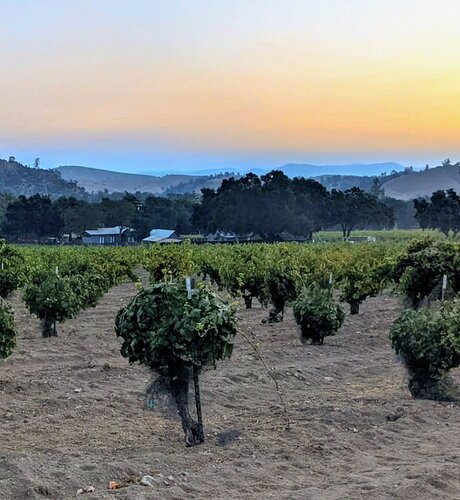 TerahWineCo Enz Vineyard Muscat.jpg