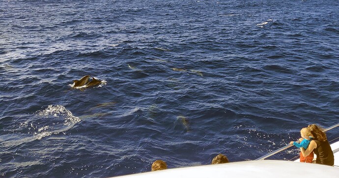 15-dolphins