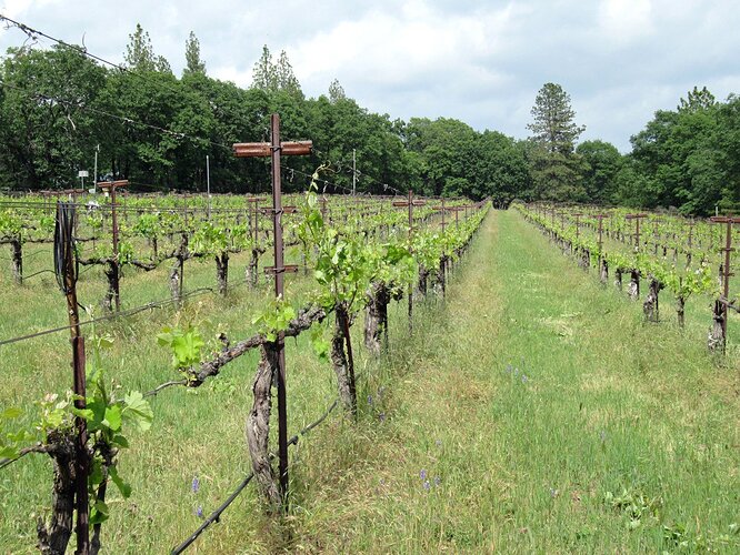 35 sumu kaw mourvedre vines.jpg
