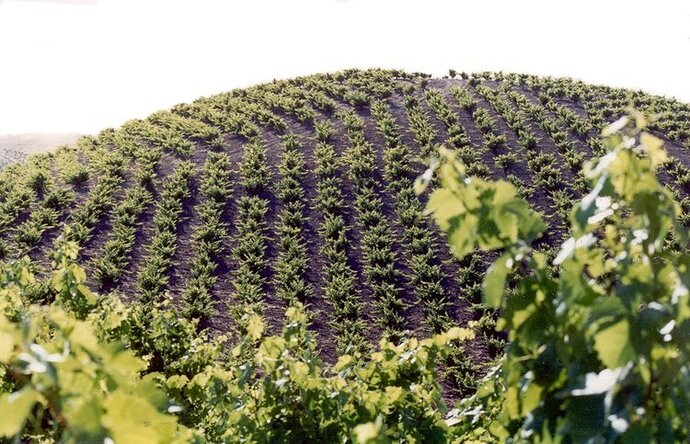 Pesenti+Vineyard+Vines,+Paso+Robles.jpg