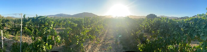 Hilltop Vineyard - Panoramic - September 2022