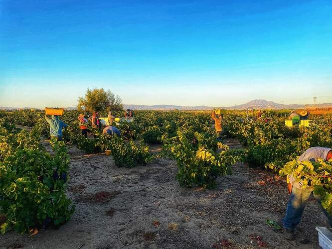 Joaquin José Vyd 2022 Harvest