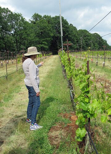 40 sumu kaw not nerello mascalese vines - sheila bush.jpg