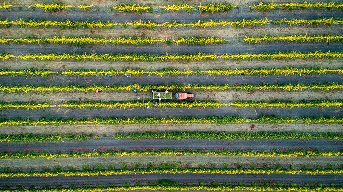 5de86d5a78a11.image Tim Carl Chenin Vineyard overhead Drone shot.jpg