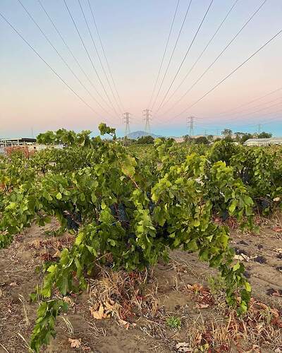 Evangelho Vyd 2022 Harvest 1