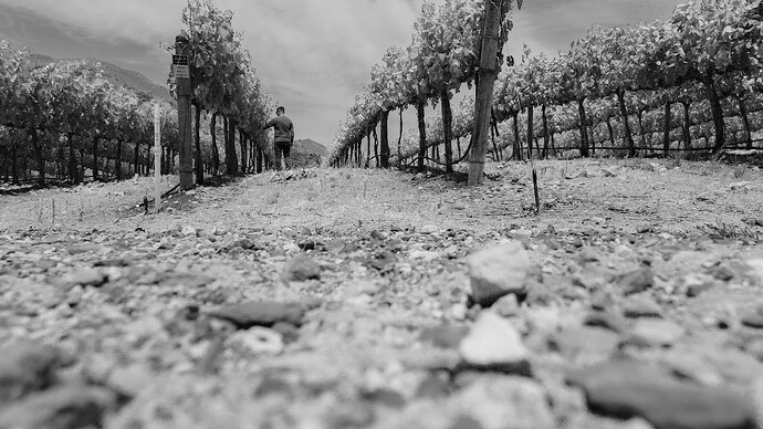 Entiat - Ground Level Vines BW