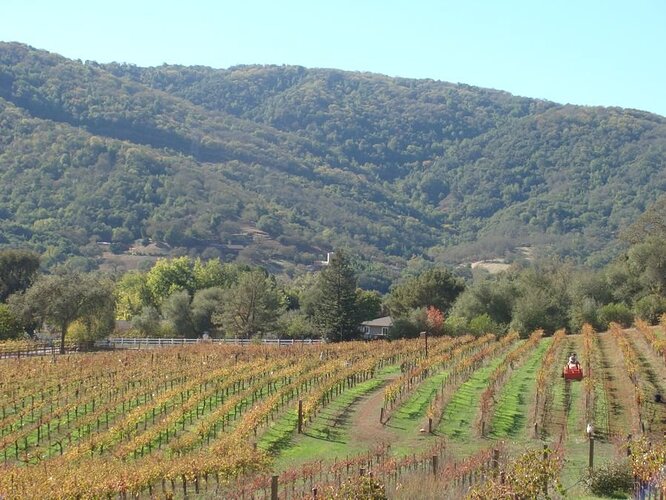 Aver-Family-Vineyards1.jpg