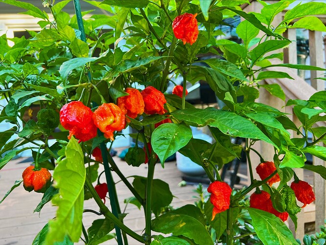 Carolina Reaper Peppers