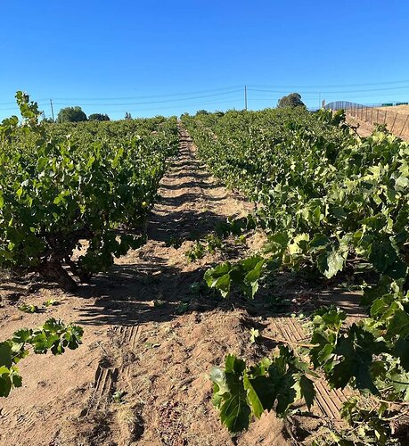 Oakley Vyd Erggelet '22 Harvest.jpg