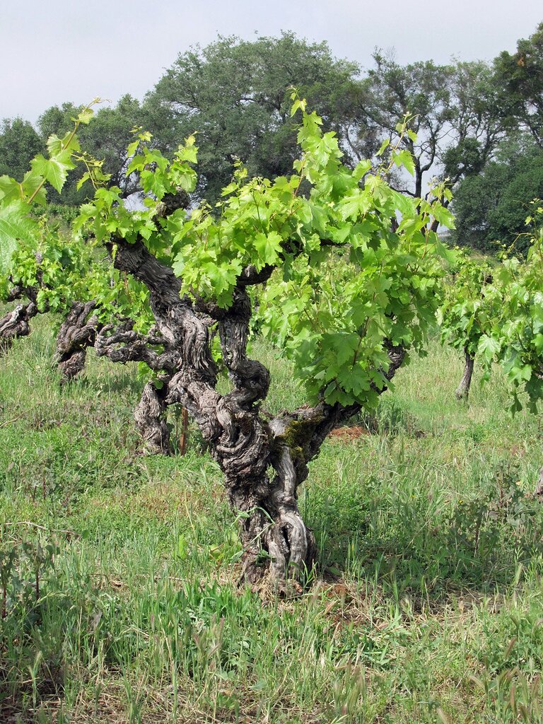 Rankoshi ITO Vineyard、Due Punti Vineyard Photo Gallery — Utopia