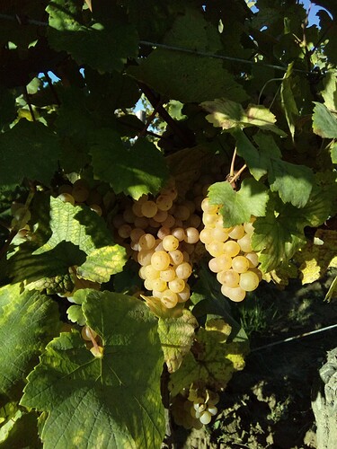 IMG_20220919_091736_7