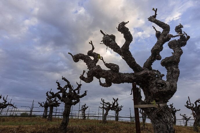 db8898-splendid-table-old-vines.jpg