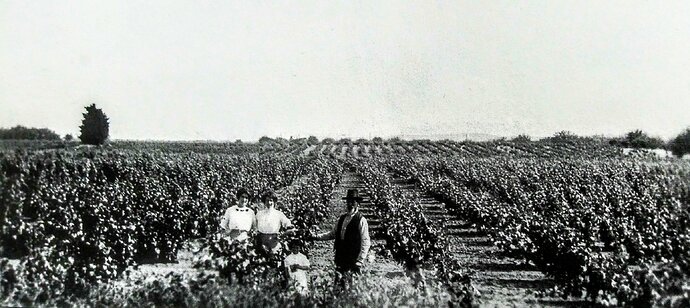 Ruckstuhl Vineyards, from Antioch book p68.jpg