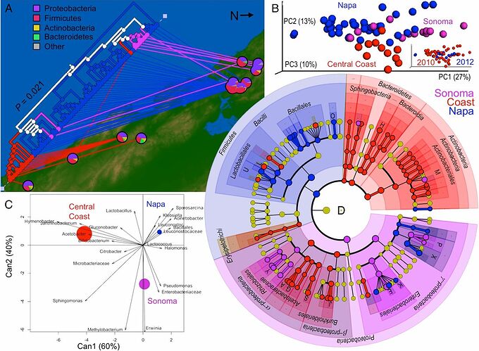 Grape must bacterial communities