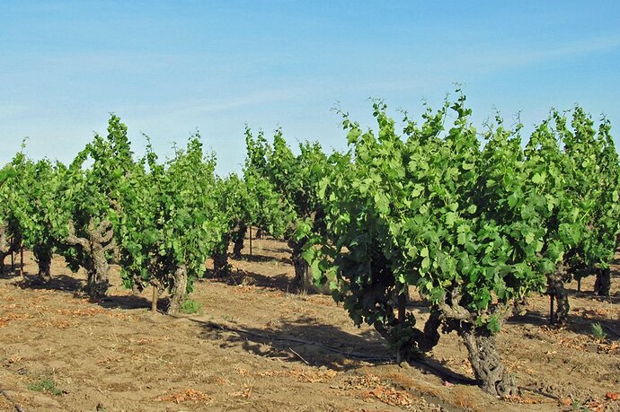 16 bechthold vineyard.jpg
