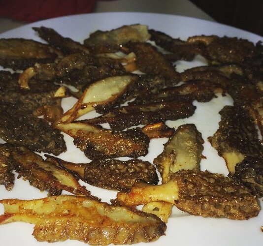 morels.jpg