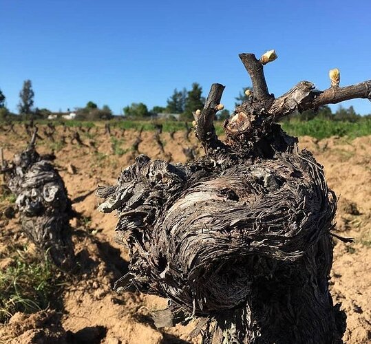 Old Carignan Vines.jpg