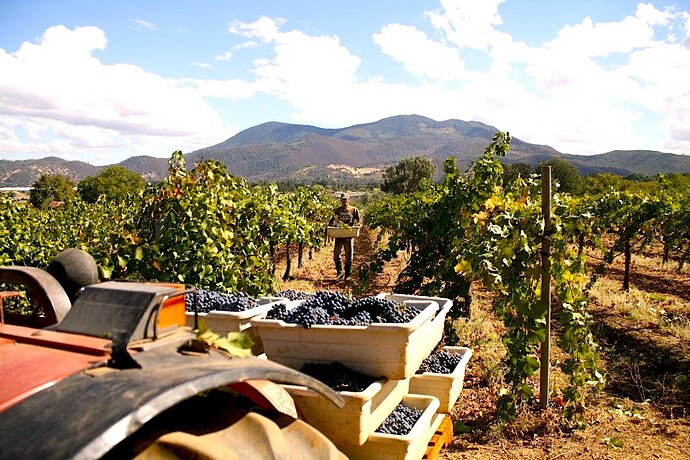 Dolcetto