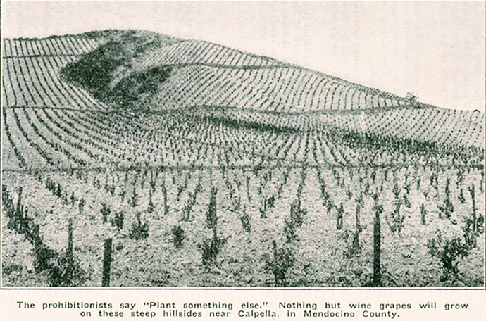 Calpella Vyd, Mendo - CGPA pamphlet.jpg