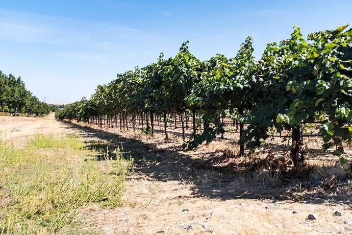 Mourvédre-Gallery-2-1024x683.jpg