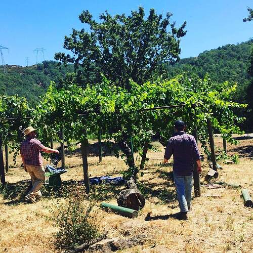 Under the Mtn Tokay on trellis Luke Nio 2016