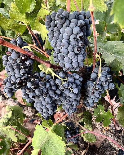 Evangelho Grapes 2022 Harvest