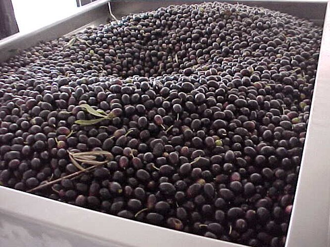 olives in the mill1.jpg