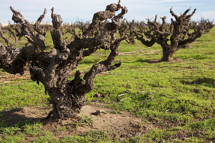 vineyards-evangelho.jpg