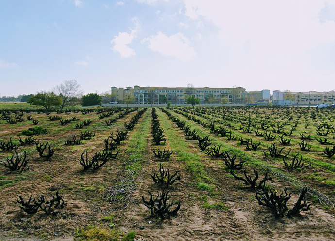 Vyd at 5332 Live Oak Ave Oakley.png