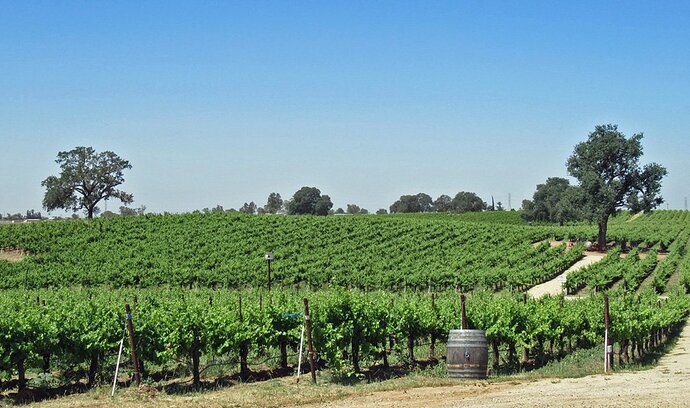 32 bokisch vineyards, terra alta vineyard.jpg