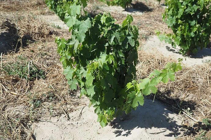 Altyas Surrounding Young Vine - Wine Anorak.jpg