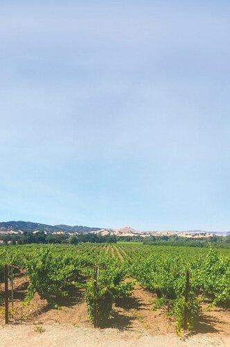 great-wine-starts-in-the-vineyard-001.jpg