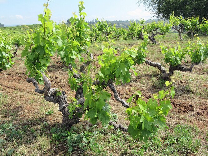 17 deaver zinfandel vines.jpg