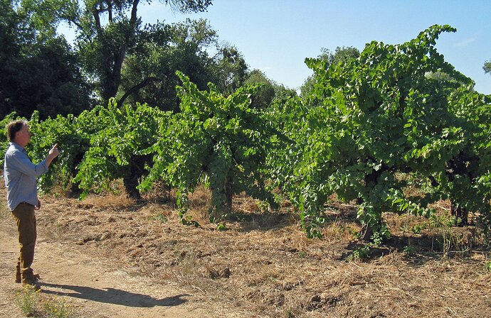 somers vineyard - big vines.jpg