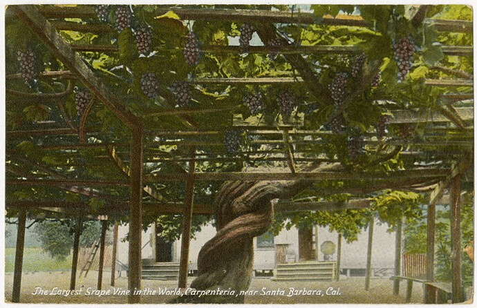 The Largest Grape Vine in the World - Postcard.jpg