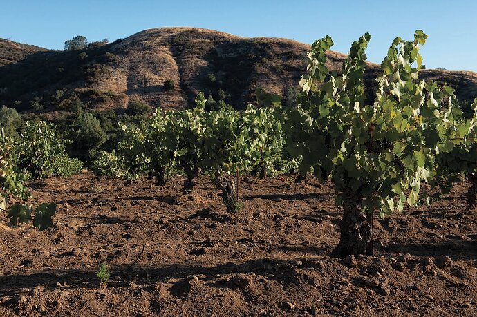 Enz_Vineyard_Credit_Alex_Krause_1920x1280.jpg