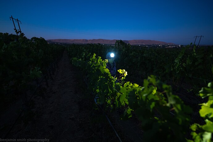 0831 vineyard-15