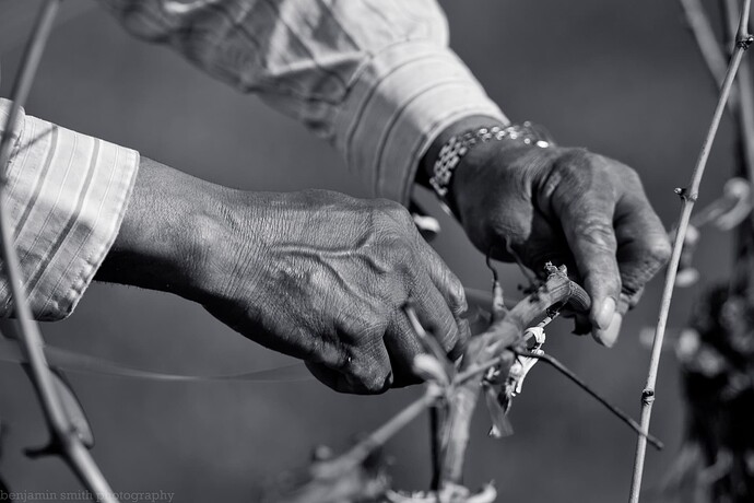 Cara Mia Vineyard-2