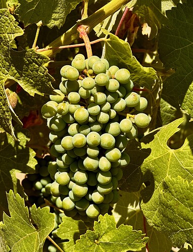 13 Gimelli old vine Cabernet Pfeffer