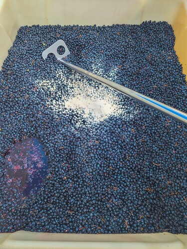 yeast pitch-2