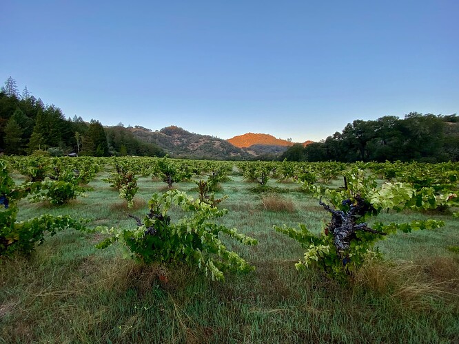 5_ Old Vine Carignano Caballo Blanco (2)