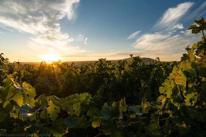 0831 vineyard-4