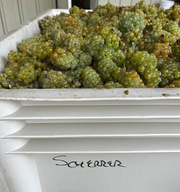 Scherrer Chardonnay 2023