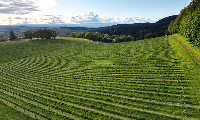 dji_fly_20240322_021626_171_1714752039122_photo