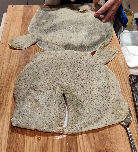turbot