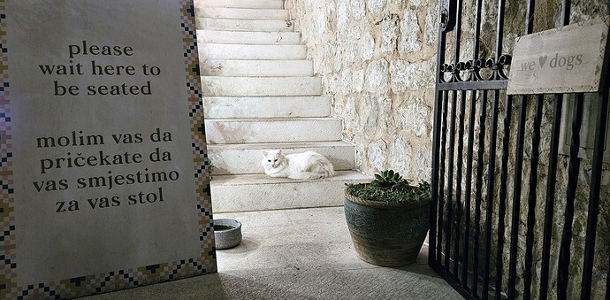 05_09cat